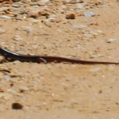 Unidentified Legless Lizard at Hill Top, NSW - 10 Jan 2024 by JanHartog