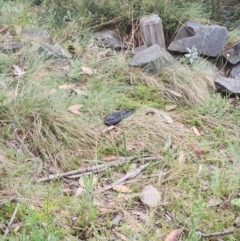 Austrelaps ramsayi at Namadgi National Park - 16 Jan 2024 02:47 PM