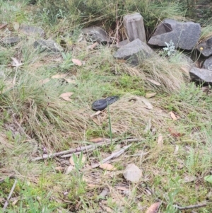 Austrelaps ramsayi at Namadgi National Park - 16 Jan 2024 02:47 PM