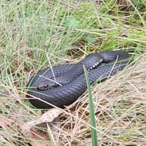 Austrelaps ramsayi at Namadgi National Park - 16 Jan 2024 02:47 PM