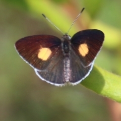 Candalides xanthospilos (Yellow-spotted Blue) at Hill Top - 9 Jan 2024 by JanHartog