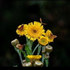 Chrysolarentia chrysocyma at Namadgi National Park - 16 Jan 2024