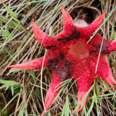 Aseroe rubra (Anemone Stinkhorn) at Cotter River, ACT - 16 Jan 2024 by Ct1000