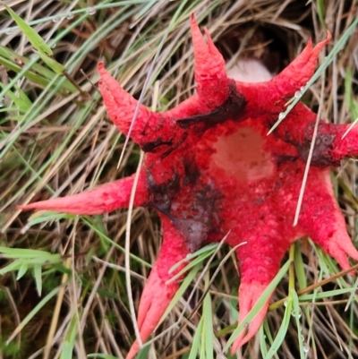 Aseroe rubra (Anemone Stinkhorn) at Namadgi National Park - 16 Jan 2024 by Ct1000