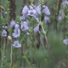 Euphrasia collina subsp. paludosa at Namadgi National Park - 16 Jan 2024 by Ct1000