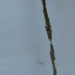 Sporobolus creber (Slender Rat's Tail Grass) at QPRC LGA - 17 Jan 2024 by Paul4K