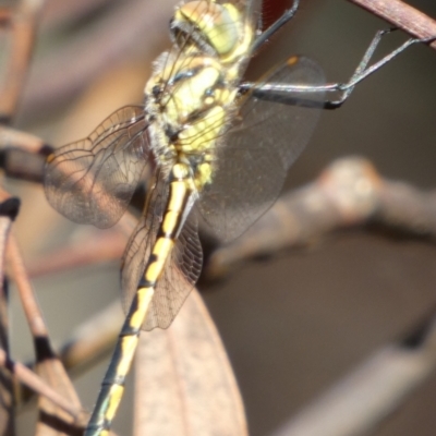 Hemicordulia tau (Tau Emerald) at Queanbeyan West, NSW - 17 Jan 2024 by Paul4K