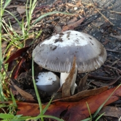 Amanita sp. (Amanita sp.) at Queanbeyan West, NSW - 17 Jan 2024 by Paul4K