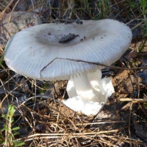 Amanita sp. at Bicentennial Park - 18 Jan 2024