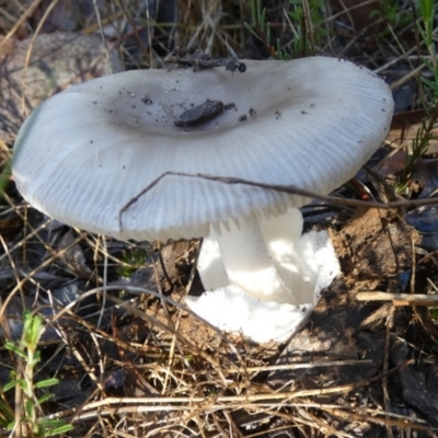 Amanita sp. (Amanita sp.) at Queanbeyan West, NSW - 17 Jan 2024 by Paul4K