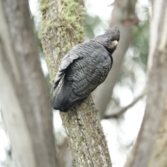 Callocephalon fimbriatum (Gang-gang Cockatoo) at Brindabella, NSW - 16 Jan 2024 by Ct1000