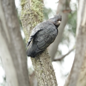 Callocephalon fimbriatum at Bimberi Nature Reserve - 16 Jan 2024