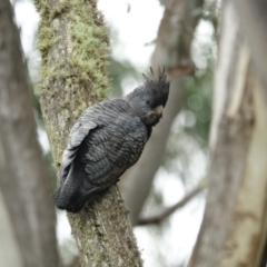 Callocephalon fimbriatum at Bimberi Nature Reserve - 16 Jan 2024