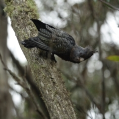 Callocephalon fimbriatum at Bimberi Nature Reserve - 16 Jan 2024