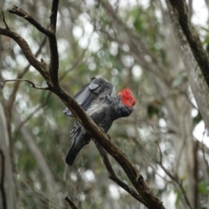 Callocephalon fimbriatum at Bimberi Nature Reserve - 16 Jan 2024