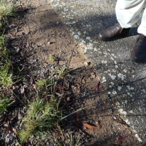 Bothriochloa macra at Bicentennial Park - 18 Jan 2024