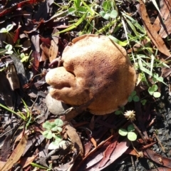 Unidentified Cap on a stem; gills below cap [mushrooms or mushroom-like] at Queanbeyan West, NSW - 17 Jan 2024 by Paul4K