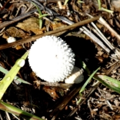 Unidentified Simple spore sac, with an apical hole [puffballs] at Queanbeyan West, NSW - 17 Jan 2024 by Paul4K