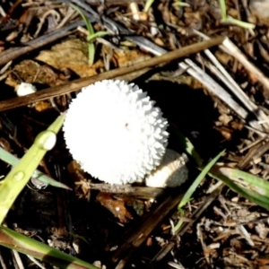 zz puffball at Bicentennial Park - 18 Jan 2024