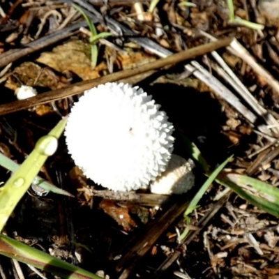 Unidentified Simple spore sac, with an apical hole [puffballs] at Bicentennial Park - 17 Jan 2024 by Paul4K