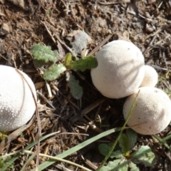 zz puffball at Bicentennial Park - 18 Jan 2024