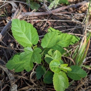 Ficus carica at The Pinnacle - 18 Jan 2024