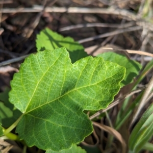 Ficus carica at The Pinnacle - 18 Jan 2024