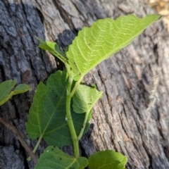 Ficus carica at The Pinnacle - 18 Jan 2024