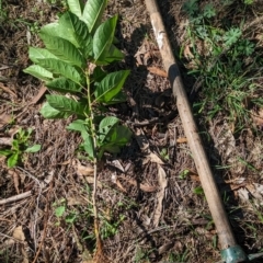 Prunus sp. at The Pinnacle - 18 Jan 2024