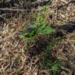 Asparagus officinalis (Asparagus) at The Pinnacle - 17 Jan 2024 by CattleDog