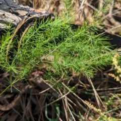 Asparagus officinalis at The Pinnacle - 18 Jan 2024 09:27 AM