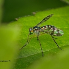 Heteropsilopus ingenuus (A long-legged fly) at Weston, ACT - 14 Jan 2024 by Kenp12