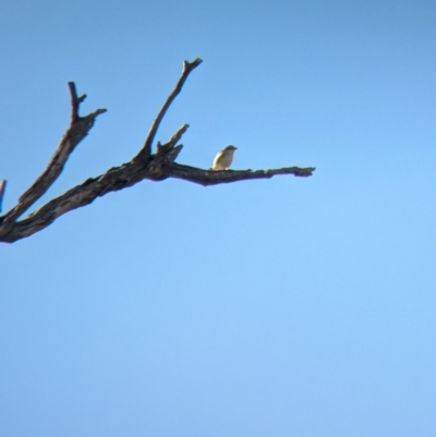 Pardalotus striatus (Striated Pardalote) at Bungowannah, NSW - 18 Jan 2024 by Darcy