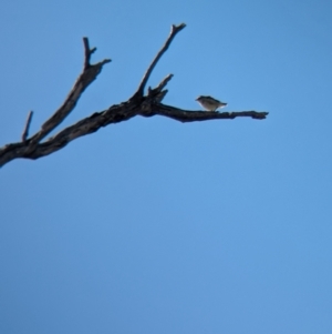 Pardalotus striatus at Bungowannah, NSW - 18 Jan 2024