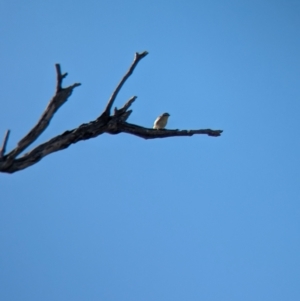 Pardalotus striatus at Bungowannah, NSW - 18 Jan 2024