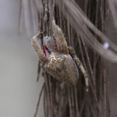Hortophora sp. (genus) at  - suppressed by LisaH