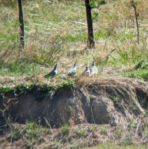 Ocyphaps lophotes at Bungowannah, NSW - 18 Jan 2024