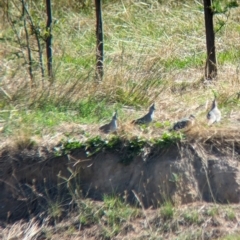 Ocyphaps lophotes at Bungowannah, NSW - 18 Jan 2024