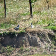 Ocyphaps lophotes at Bungowannah, NSW - 18 Jan 2024