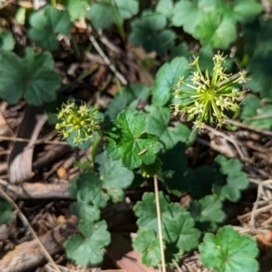 Hydrocotyle laxiflora at The Pinnacle - 18 Jan 2024