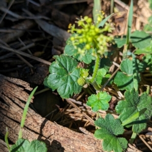 Hydrocotyle laxiflora at The Pinnacle - 18 Jan 2024