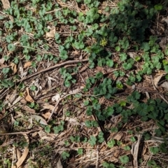 Hydrocotyle laxiflora at The Pinnacle - 18 Jan 2024