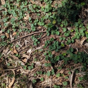 Hydrocotyle laxiflora at The Pinnacle - 18 Jan 2024