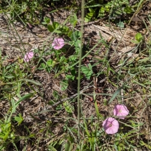 Convolvulus angustissimus subsp. angustissimus at The Pinnacle - 18 Jan 2024