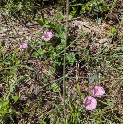 Convolvulus angustissimus subsp. angustissimus (Australian Bindweed) at The Pinnacle - 18 Jan 2024 by CattleDog