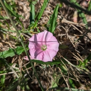 Convolvulus angustissimus subsp. angustissimus at The Pinnacle - 18 Jan 2024 10:13 AM