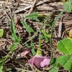 Convolvulus angustissimus subsp. angustissimus at The Pinnacle - 18 Jan 2024 10:13 AM