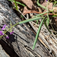 Glycine clandestina (Twining Glycine) at The Pinnacle - 18 Jan 2024 by CattleDog