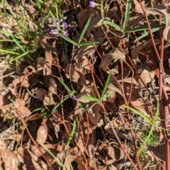 Glycine clandestina at The Pinnacle - 18 Jan 2024