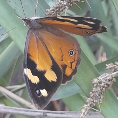 Heteronympha merope (Common Brown Butterfly) at Acton, ACT - 18 Jan 2024 by VanceLawrence